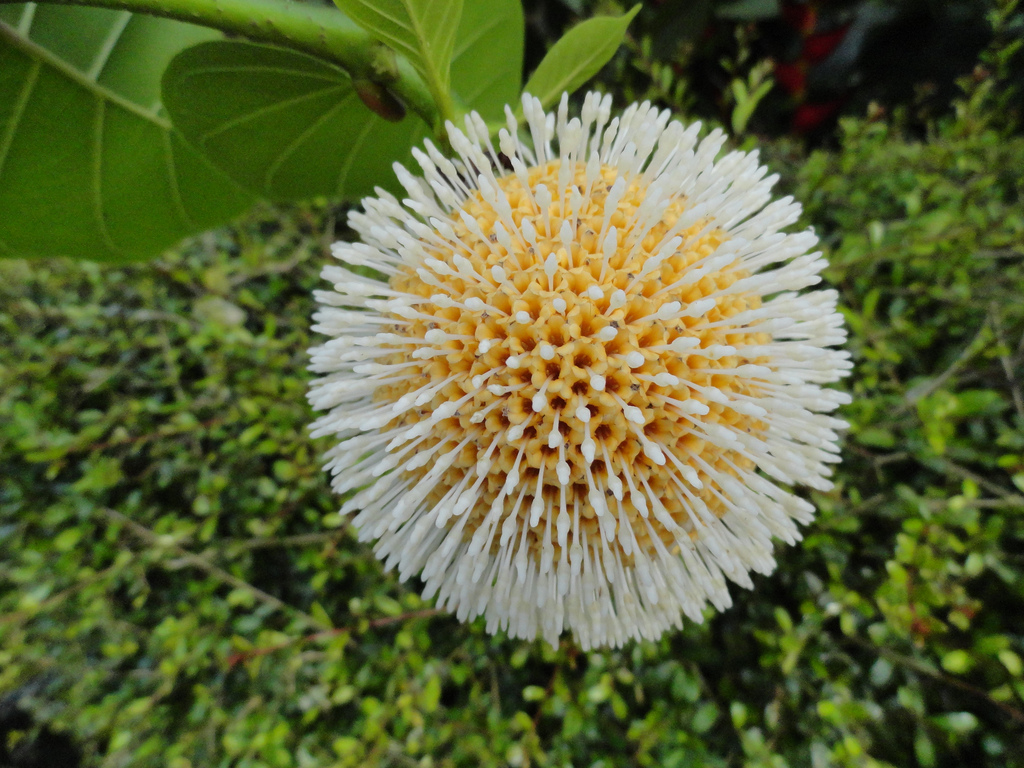 Sarcocephalus xanthoxylon